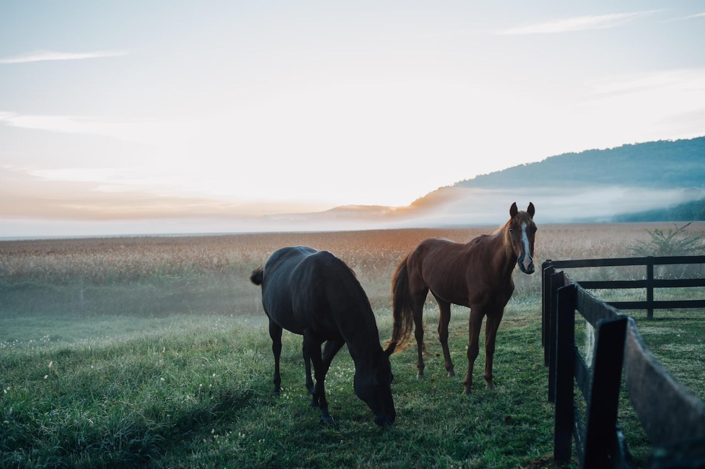 Horseback Riding Date Horseback Riding Date
